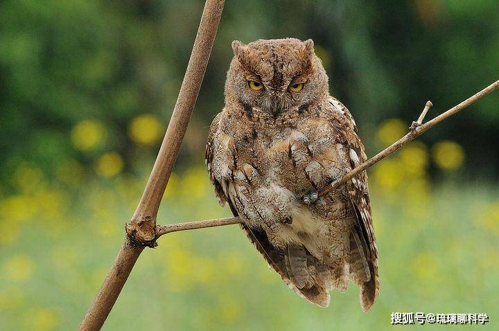 关于约阿维尔战平洛里昂，积分悽慘继续领霸的信息